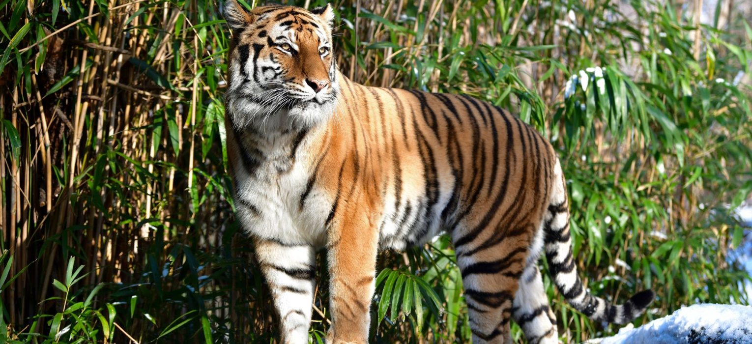 Featured Image