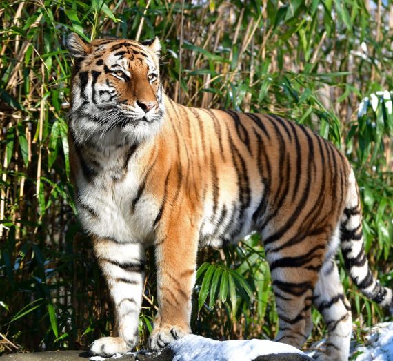 Virtual Zoo Tours: Meet the Zoo’s Wildlife From Home